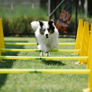 Dog_Agility_Training